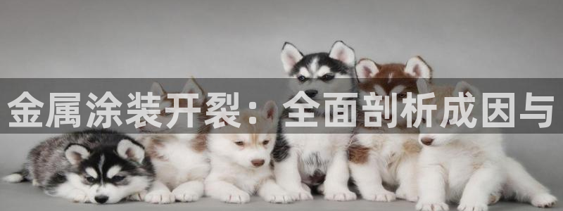 美高梅认养大熊猫